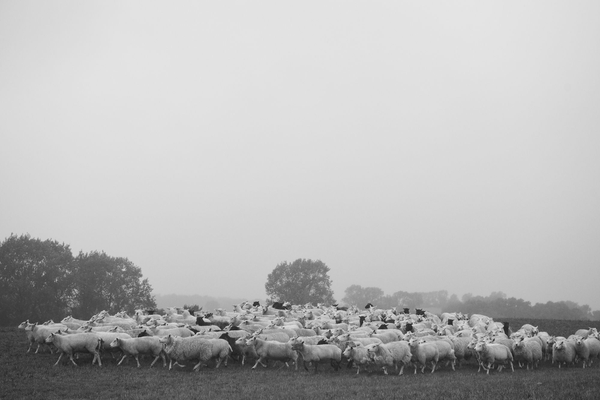 Edie blouse - Off white